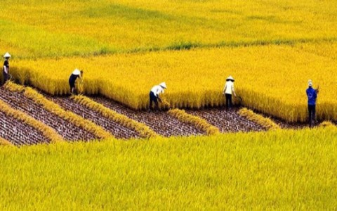 Cho phép Hải Dương, Sóc Trăng chuyển hơn 33 ha đất trồng lúa sang đất phi nông nghiệp