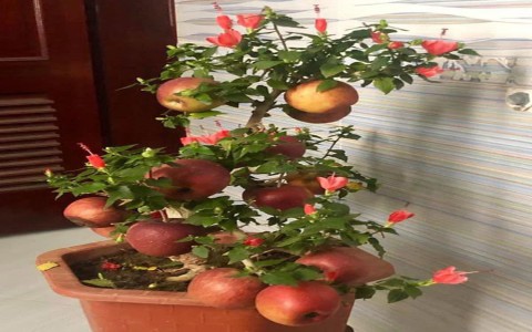Những cú lừa không ngờ khi mua cây cảnh ngày Tết: táo bonsai nở hoa dâm bụt, hải đường chi chít nụ nhờ keo 502 ... không ít người từng 'dính' nhưng cũng phải ngậm ngùi bó tay
